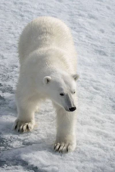 Ours Polaire Sauvage Sur Banquise Arctique Photo De Stock