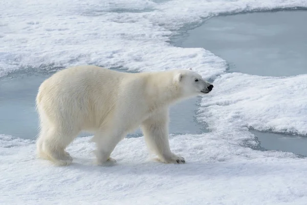 Wilde Ijsbeer Pakijs Arctische Wateren Stockfoto