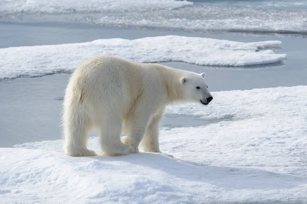 Wilde Ijsbeer Pakijs Arctische Wateren Stockfoto