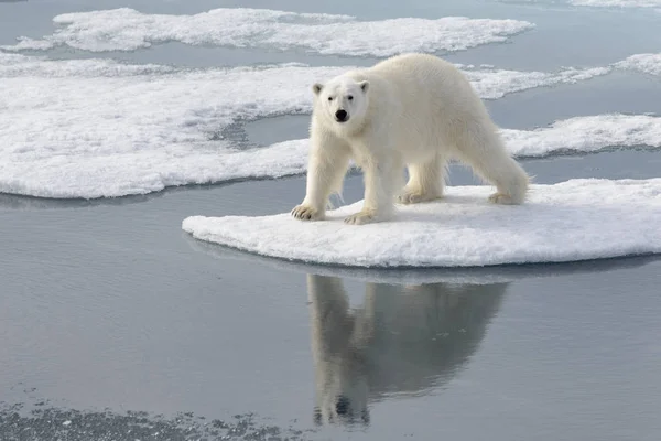 Dziki Niedźwiedź Polarny Lodzie Arktyce — Zdjęcie stockowe