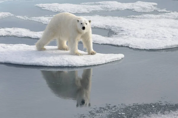 Dziki Niedźwiedź Polarny Lodzie Arktyce — Zdjęcie stockowe