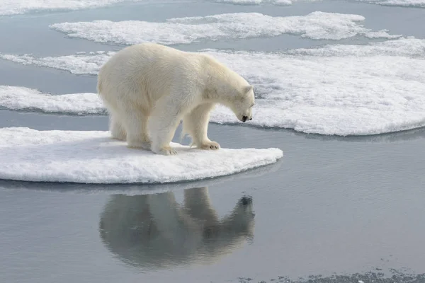 Άγρια Πολική Αρκούδα Πακέτο Πάγου Στην Αρκτική — Φωτογραφία Αρχείου