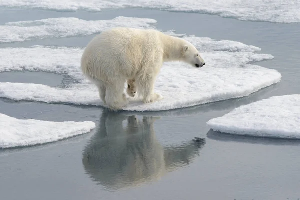 Wild Polar Bear Pack Ice Arctic — Stock Photo, Image