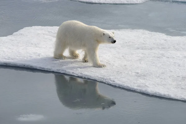 Oso Polar Salvaje Sobre Hielo Paquete Ártico —  Fotos de Stock