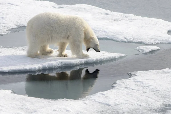 Kuzey Kutbu Nda Buzlu Vahşi Kutup Ayısı — Stok fotoğraf