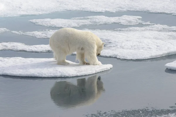 北極の氷の上の野生のホッキョクグマ — ストック写真