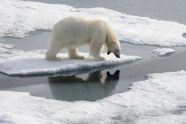 Urso Polar Selvagem Gelo Pacote Ártico — Fotografia de Stock