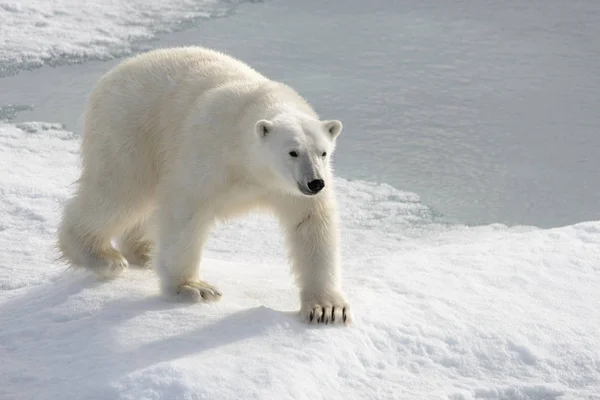 Dziki Niedźwiedź Polarny Lodzie Arktyce — Zdjęcie stockowe