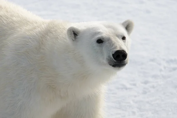 Jegesmedve Ursus Maritimus Vezetője Közelről — Stock Fotó