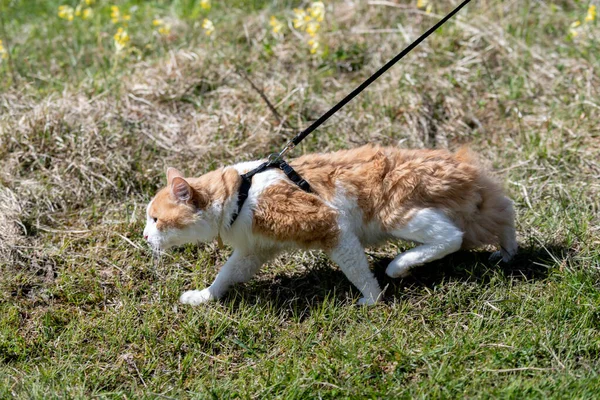 草の中を歩く紐の上に赤い猫 ストレスの猫 — ストック写真