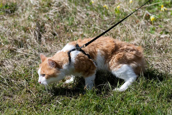 Rote Katze Der Leine Spaziert Gras Katze Stress — Stockfoto