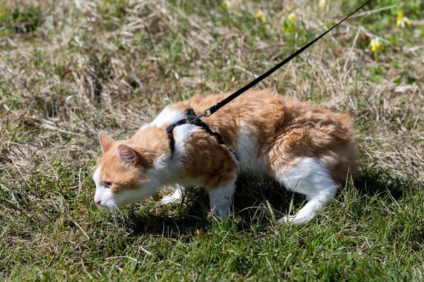 Gato Vermelho Uma Coleira Que Anda Uma Grama Gato Stress — Fotografia de Stock