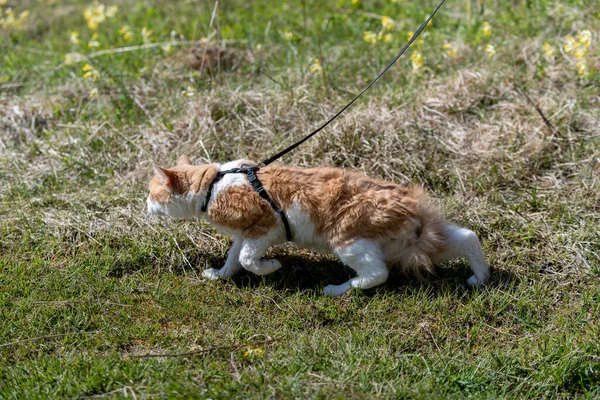草の中を歩く紐の上に赤い猫 ストレスの猫 — ストック写真