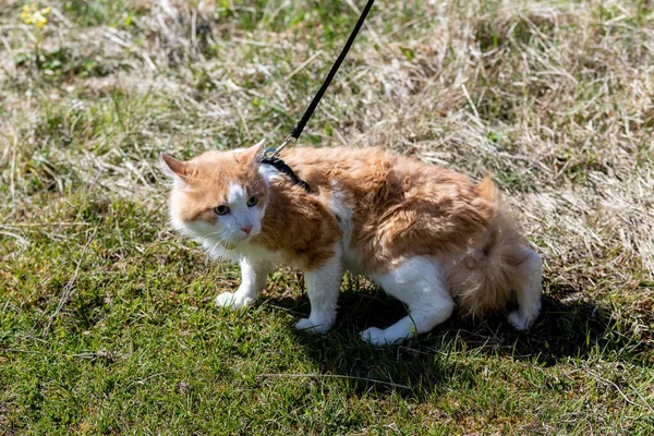 Red cat on a leash walking in a grass. Cat in stress.