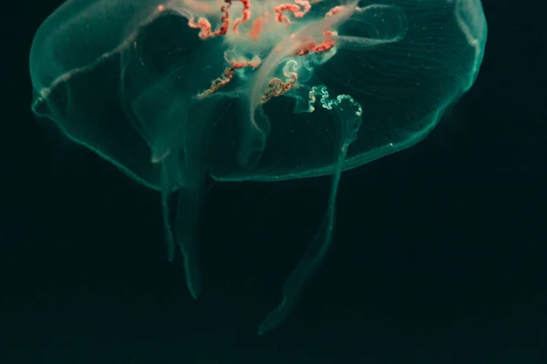 Lone Jellyfish Floats Vastness Ocean — Stock Photo, Image