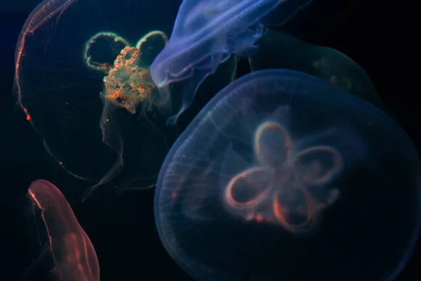  Birkaç denizanası evreni çekti.