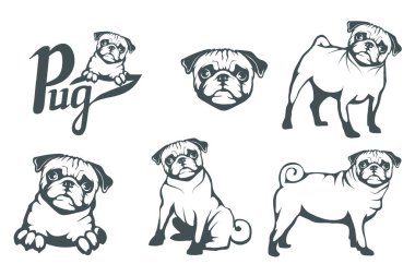Pug köpek küme. Bir boksör Başkanı. Tasarım için pets. Vektör grafik tasarım.