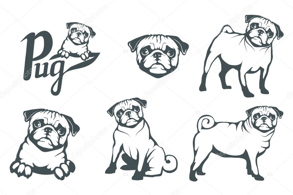 Pug dog set. Head of an pug. Pets for design. Vector graphics to design.