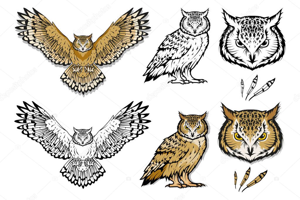 Set of different owls. Owl logo. Wild birds drawing. Head of an owl. Vector graphics to design.