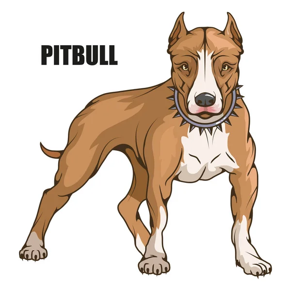 Pitbulteriér, americký pit bull, pet logo, pitbull pes, barevné zvířata pro design, barvy obrázku vhodné jako logo nebo maskot týmu, pes ilustrace, vektorová grafika Design — Stockový vektor