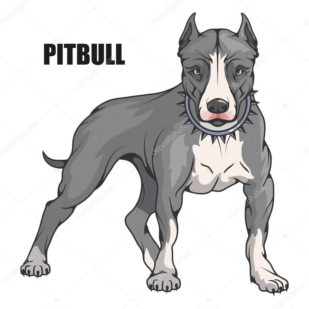 Pit bull terrier, american pit bull, pet logo, dog pitbull, colored pets for design, colour illustration suitable as logo or team mascot, dog illustration, vector graphics to design