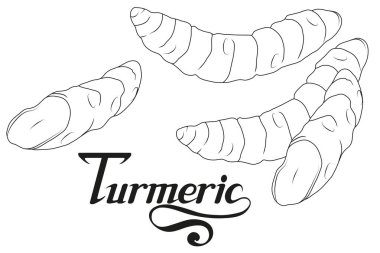 El çekilmiş zerdeçal kök, baharatlı madde, zerdeçal logosu, sağlıklı organik gıda, zerdeçal izole beyaz arka plan, mutfak ot, etiket, gıda, doğal sağlıklı gıda, vektör grafik tasarımı için baharat