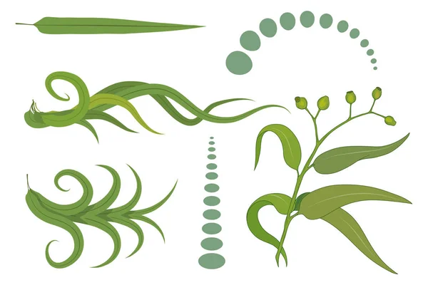 手绘桉树花 桉树叶 药用植物 桉树标识 设计与医疗植物 有用的植物 — 图库矢量图片