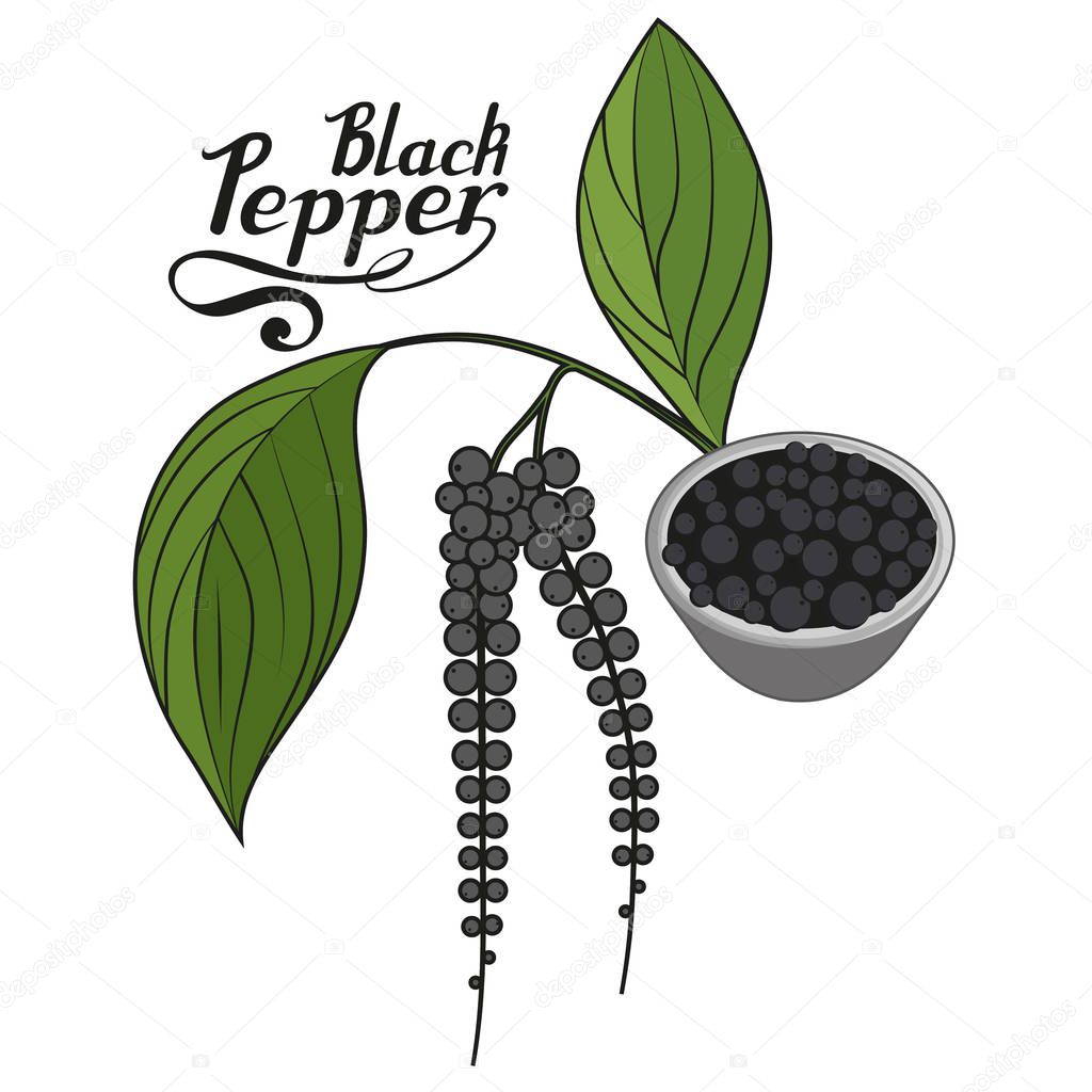 Hand drawn black pepper, spicy ingredient, black pepper logo, healthy organic food, spice black pepper on white background, culinary herbs, label, food, natural healthy food, vector graphic to design