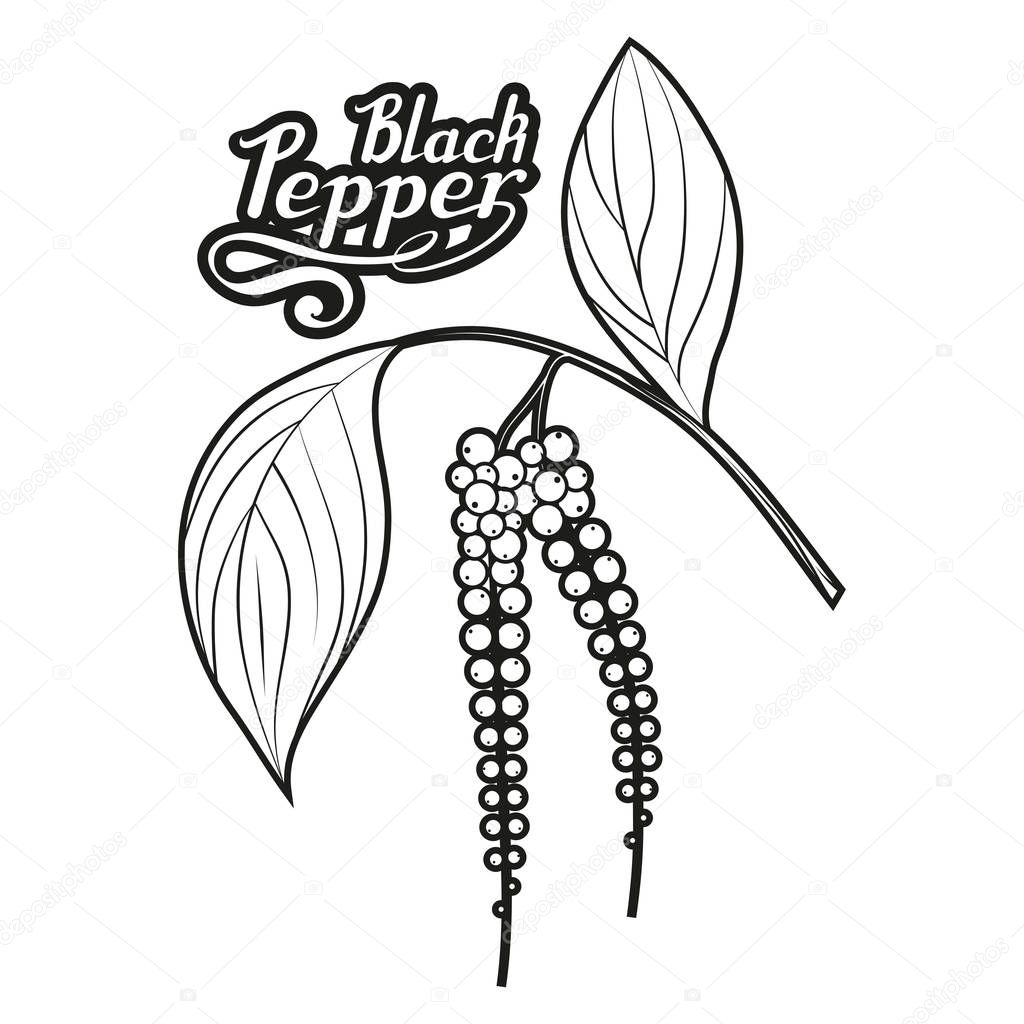 hand drawn black pepper, spicy ingredient, black pepper logo, healthy organic food, spice black pepper on white background, culinary herbs, label, food, natural healthy food, vector graphic to design