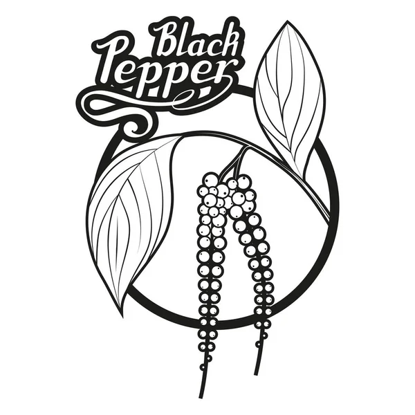 Черный Перец Ручной Работы Пряный Ингредиент Логотип Черного Перца Здоровые — стоковый вектор