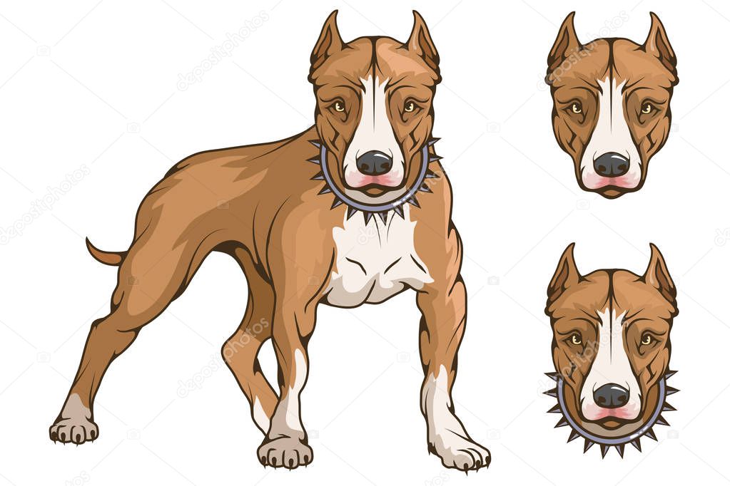 Pit bull terrier, american pit bull, pet logo, dog pitbull, colored pets for design, colour illustration suitable as logo or team mascot, dog illustration, vector graphics to design