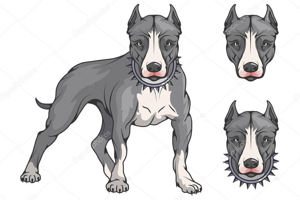 Pit bull terrier, american pit bull, pet logo, dog pitbull, colored pets for design, colour illustration suitable as logo or team mascot, dog illustration, vector graphics to design