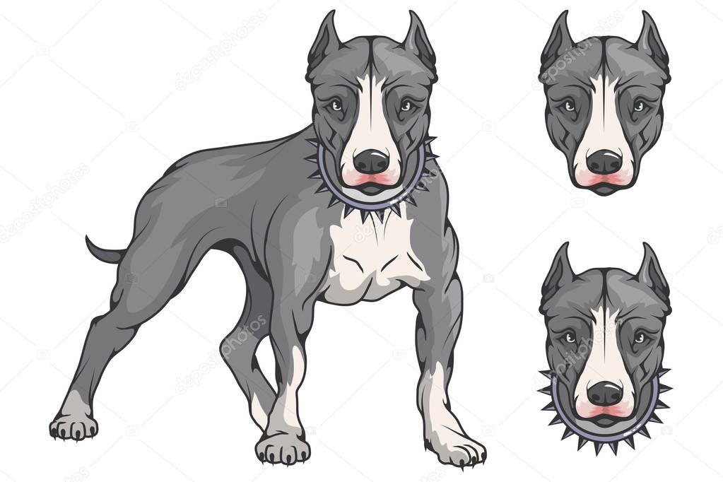 pit bull terrier, american pit bull, pet logo, dog pitbull, colored pets for design, colour illustration suitable as logo or team mascot, dog illustration, vector graphics to design