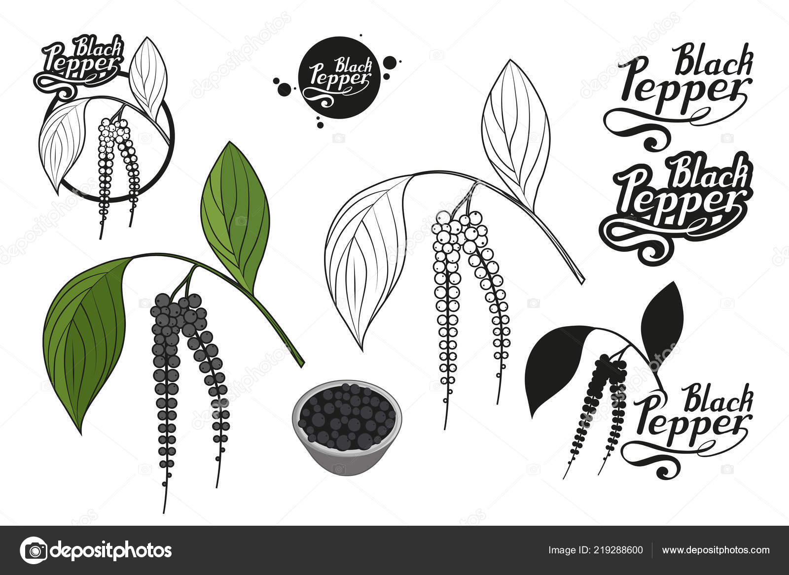 Hand Drawn Black Pepper Spicy Ingredient Black Pepper Logo Healthy