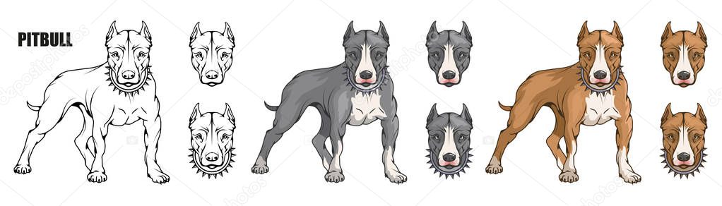 pit bull terrier, american pit bull, pet logo, dog pitbull, colored pets for design, colour illustration suitable as logo or team mascot, dog illustration, vector graphics to design