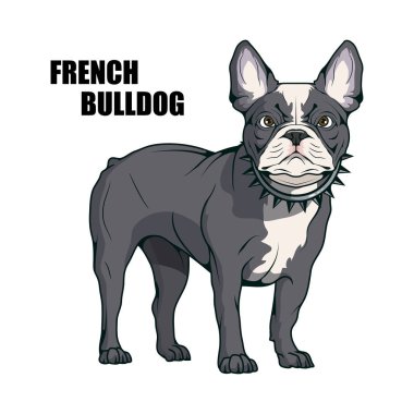Fransız buldozer, evde beslenen hayvan logosu, köpek Fransız buldozer, renkli tasarım için pets, Fransız bulldog köpek yavrusu, illüstrasyon renk logo veya takım maskotu uygun, köpek illüstrasyon, vektör grafik tasarım