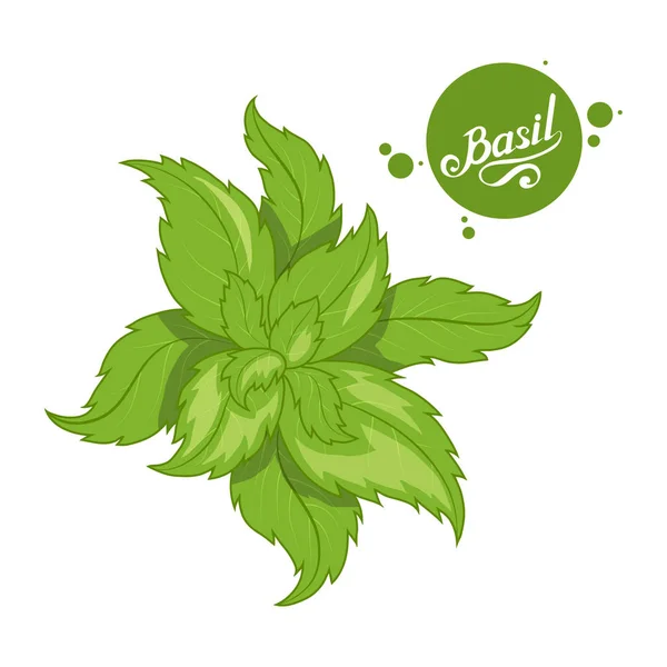 Χέρι Συρμένο Βασιλικό Φύλλα Πικάντικο Συστατικό Πράσινος Βασιλικός Λογότυπο Υγιεινών — Διανυσματικό Αρχείο
