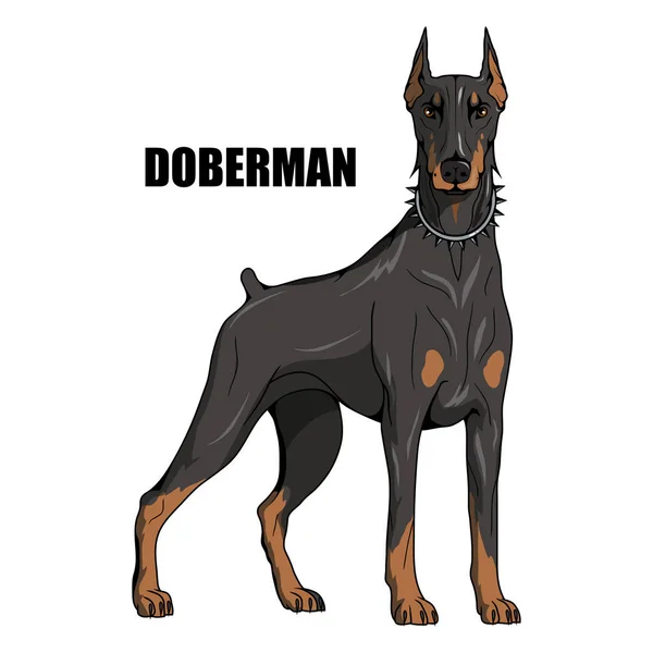 Doberman Пинчер Американский Доберман Логотип Домашнего Животного Собака Доберман Цветные — стоковый вектор