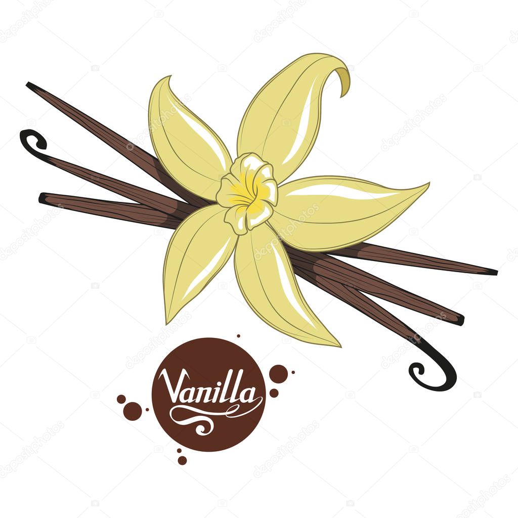 Hand drawn vanilla beans, spicy ingredient, vanilla flower logo, healthy organic food, spice vanilla on white background, culinary herbs, label, food, natural healthy food, vector graphic to design