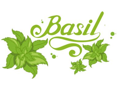 El çekilmiş fesleğen yaprağı, baharatlı madde, Yeşil fesleğen logosu, sağlıklı organik gıda, fesleğen izole beyaz arka plan, mutfak otlar, etiket, gıda, doğal sağlıklı gıda, vektör grafik tasarımı için baharat