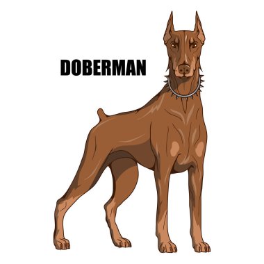 Doberman pinscher, Amerikan doberman, evde beslenen hayvan logo, köpek doberman, tasarım, illüstrasyon renk logo veya takım maskotu uygun, köpek illüstrasyon, renkli Evcil hayvan vektör grafik tasarım