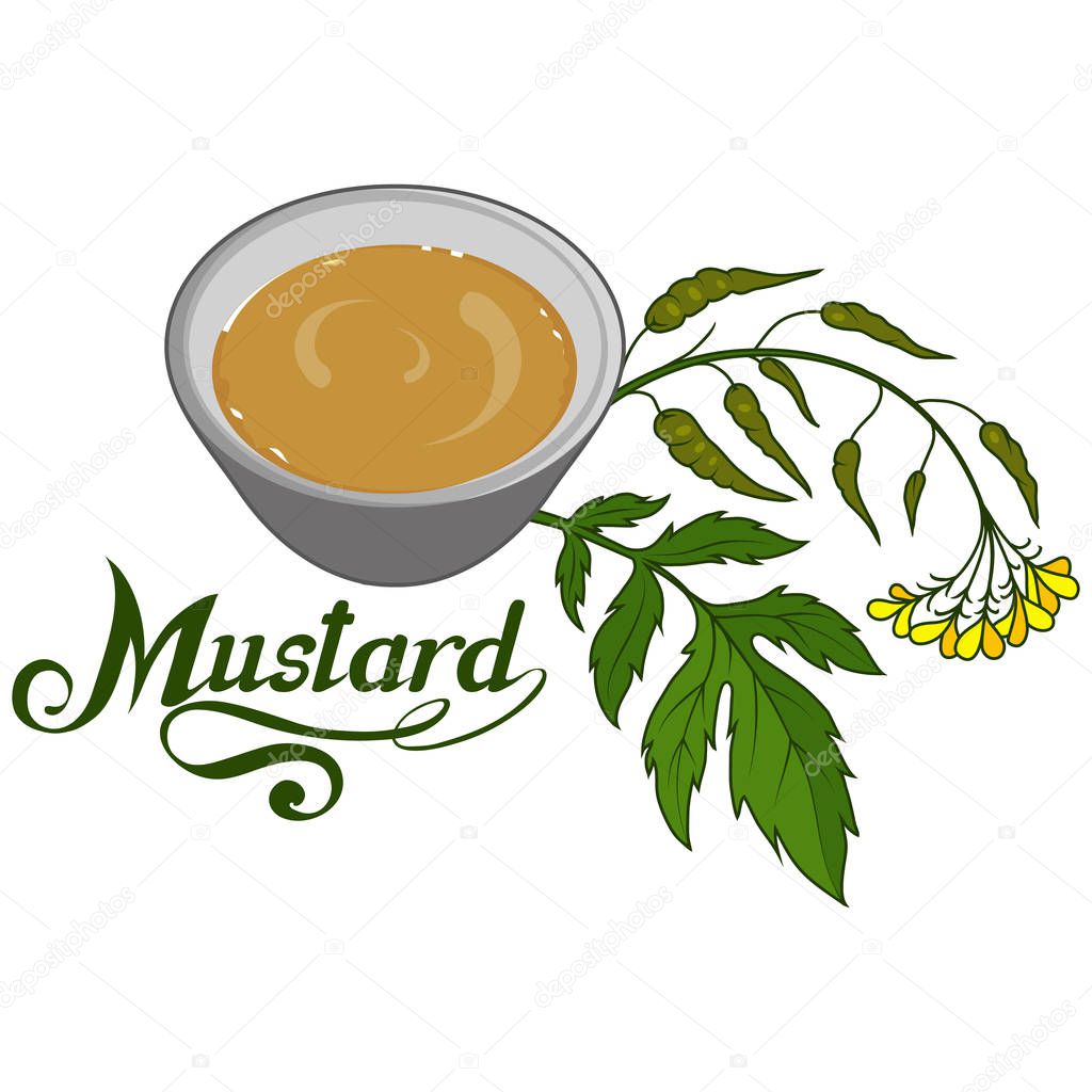 Hand drawn mustard plant, spicy ingredient, mustard logo, healthy organic food, spice mustard isolated on white background, culinary herbs, label, food, natural healthy food, vector graphic to design