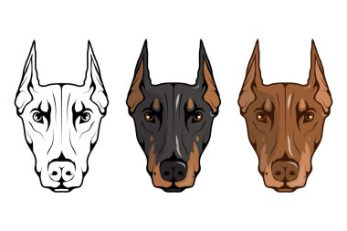 Doberman pinscher, Amerikan doberman, evde beslenen hayvan logo, köpek doberman, tasarım, illüstrasyon renk logo veya takım maskotu uygun, köpek illüstrasyon, renkli Evcil hayvan vektör grafik tasarım