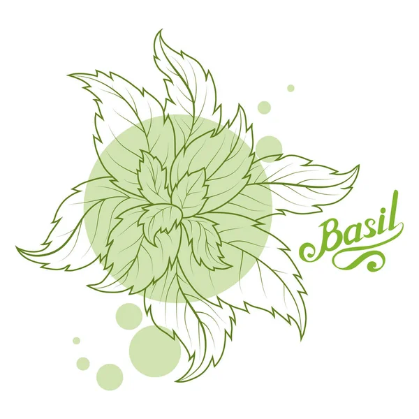 手の描かれたバジルの葉 唐辛子 バジル グリーン 健康的な有機食品 スパイス バジル ホワイト バック グラウンド — ストックベクタ