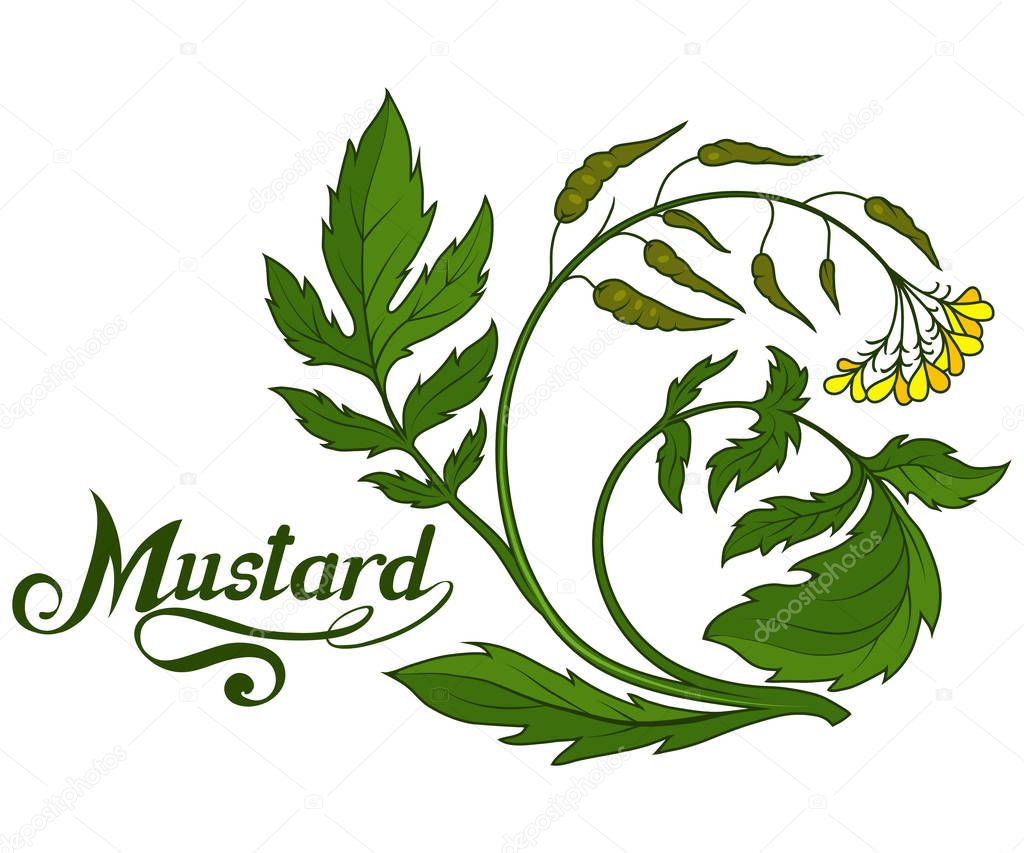 Hand drawn mustard plant, spicy ingredient, mustard logo, healthy organic food, spice mustard isolated on white background, culinary herbs, label, food, natural healthy food, vector graphic to design