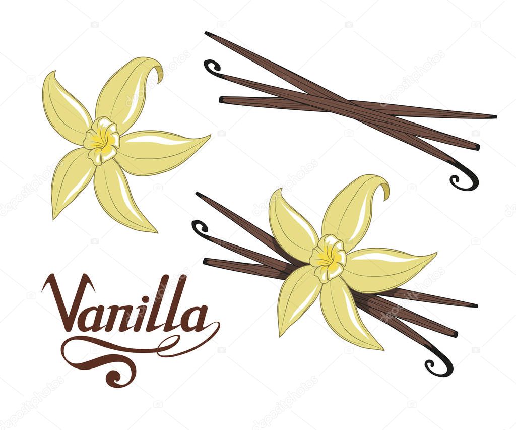 Hand drawn vanilla beans, spicy ingredient, vanilla flower logo, healthy organic food, spice vanilla on white background, culinary herbs, label, food, natural healthy food, vector graphic to design