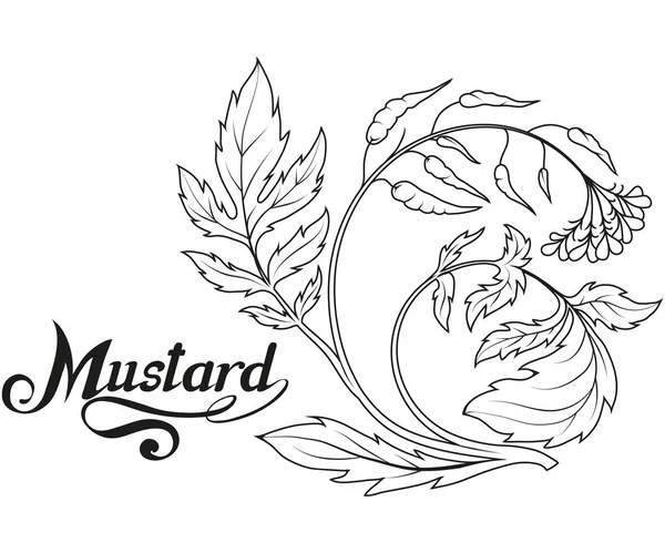 Hand Drawn Mustard Plant Spicy Ingredient Mustard Logo Healthy Organic — Stock Vector