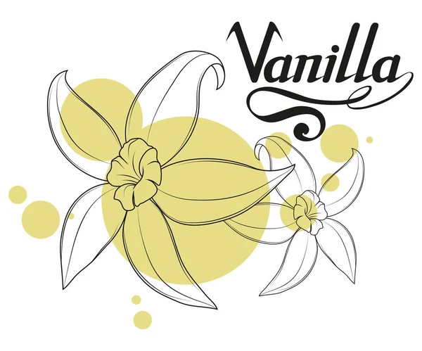 Çekilmiş Vanilya Fasulye Baharatlı Madde Vanilya Çiçek Logosu Sağlıklı Organik — Stok Vektör