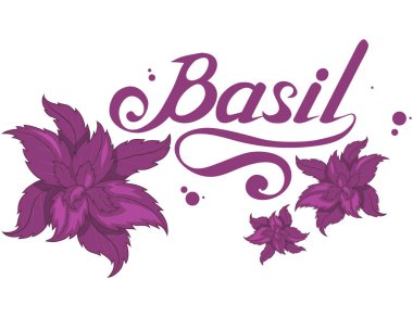 El çekilmiş fesleğen yaprağı, baharatlı madde, Yeşil fesleğen logosu, sağlıklı organik gıda, fesleğen izole beyaz arka plan, mutfak otlar, etiket, gıda, doğal sağlıklı gıda, vektör grafik tasarımı için baharat