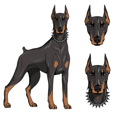 Doberman pinscher, Amerikan doberman, evde beslenen hayvan logo, köpek doberman, tasarım, illüstrasyon renk logo veya takım maskotu uygun, köpek illüstrasyon, renkli Evcil hayvan vektör grafik tasarım